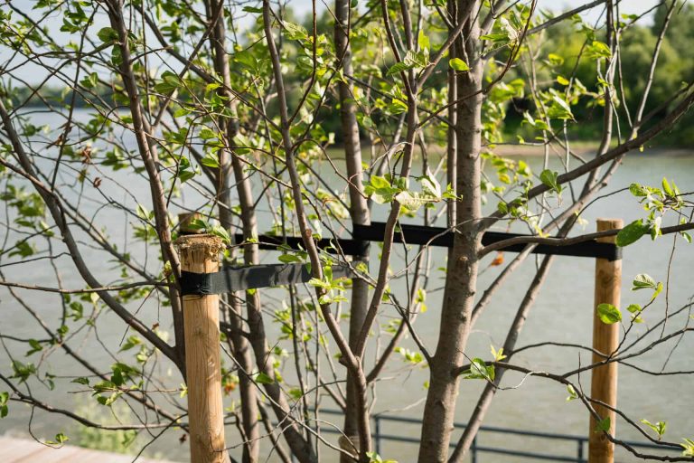Can you take relief from a staked tree in a penalty area? – National Club Golfer